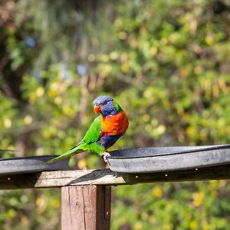 Lorikeet Holiday Park Arrawarra Exterior photo